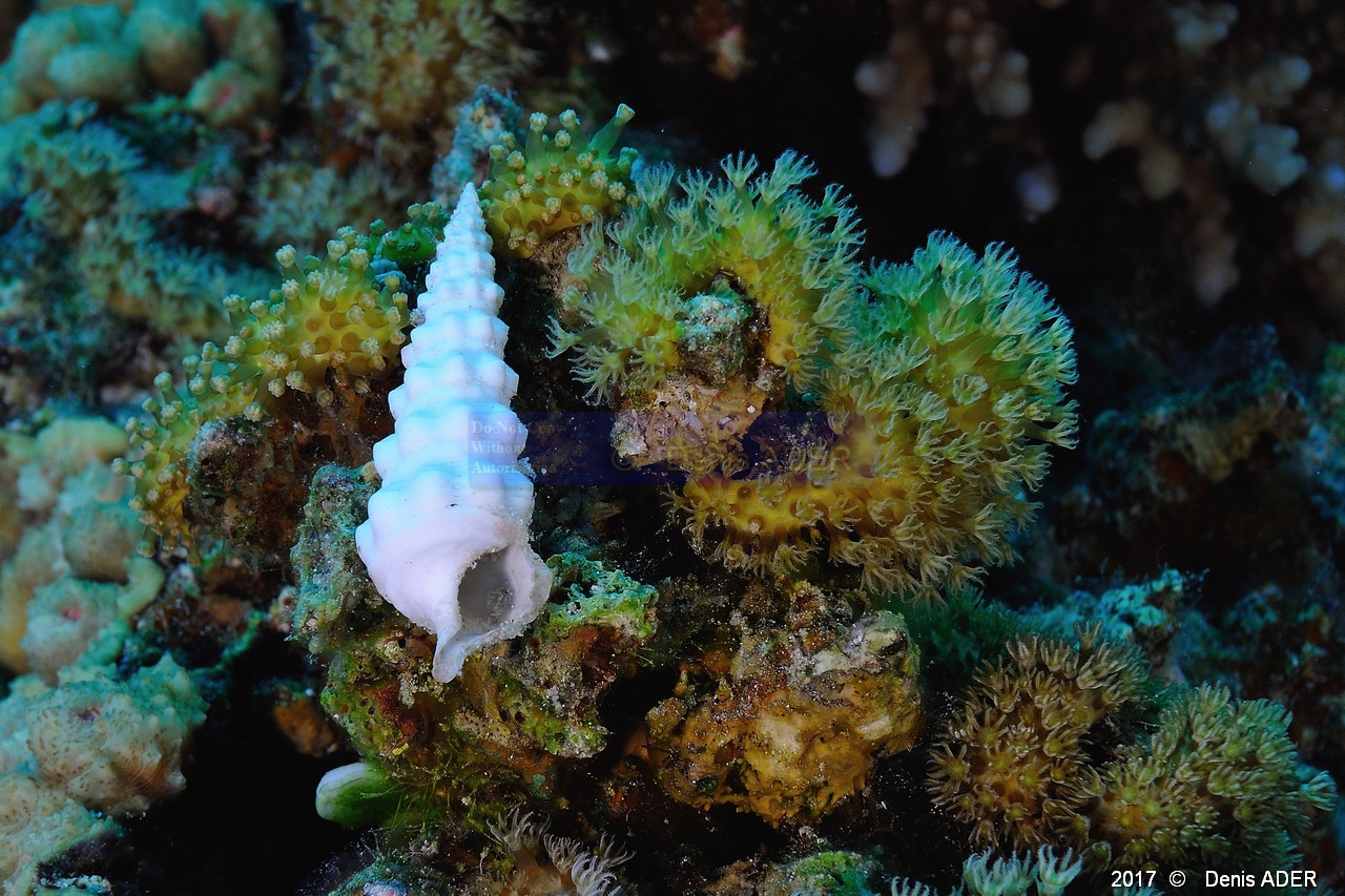 Rhytisma fulvum Corail cuir rempant-Cerithium madreporicolum Cerithe Safaga Gamul kebir-8m-20171120-Denis-ADER-DSC_3057_tn.jpg
